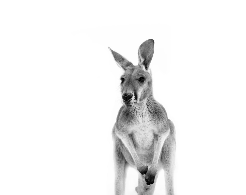 kangaroo-portrait-2