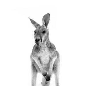 kangaroo-portrait-2