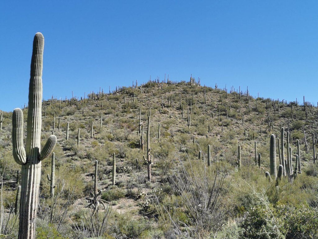 saguaro-national-park