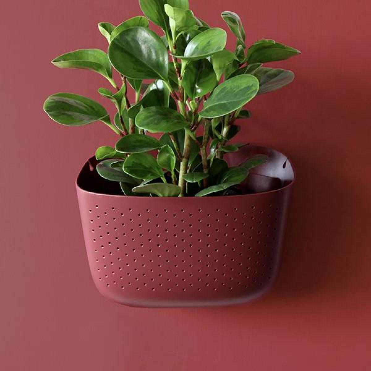 olivenbaum mediterran Groer Olivenbaum, 100-110cm  Green Me Up