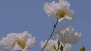 listen-up-devandra-hero