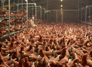 henk_wildschut_torsius-eggs-putten-march-2012