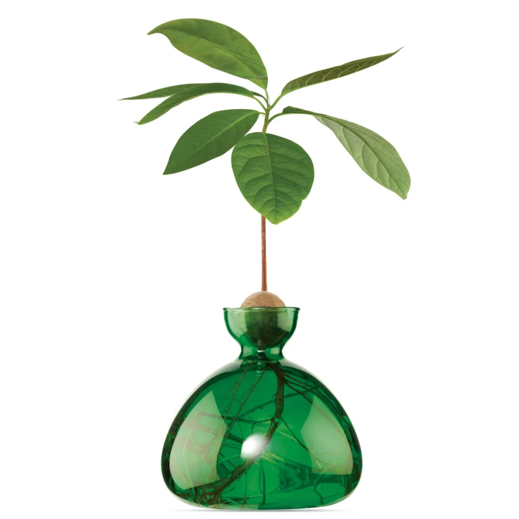emerald_green_avocado_vase_ilex_studio_1728x1728-jpg