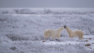 jenny-wong-bearfaceoff