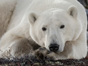 jennywong-bear-portrait2