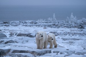 jennywong-bearwinterwonderland