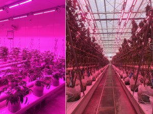 common-citizen-plants-under-led