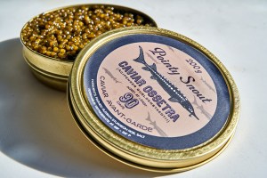 pointy-snout-ossetra-02