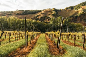 weinregion-rheingau-mosel-fur-kolonne-null-studio-null-2