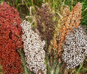 experimental-farm-network-01