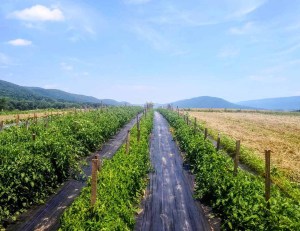 experimental-farm-network-02