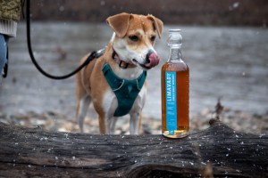 348063677-limavady_dogs-2