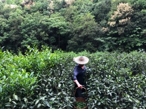 tea-drunk-hero-image