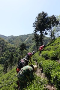 tea-drunk-with-farmers