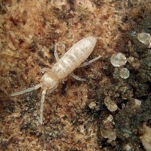 tufzmtixodq0mdg2-1-1586830965