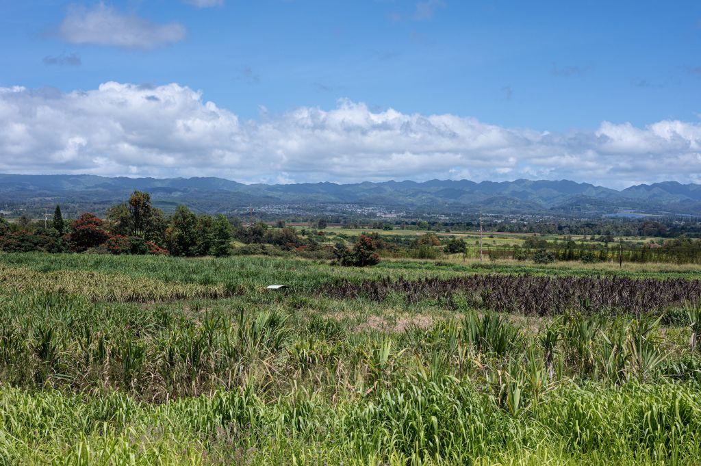 kohana-rum-fields-hero-image