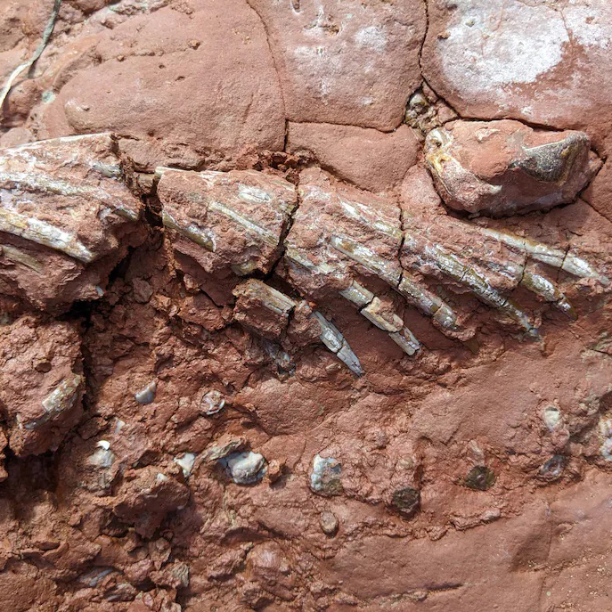 Rare Fossils That Predate Dinosaurs Found in Canada - COOL HUNTING®