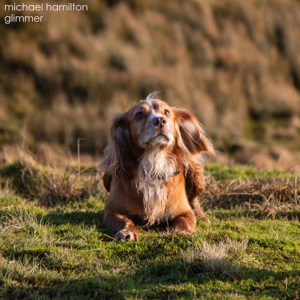 michael_hamilton_-_glimmer