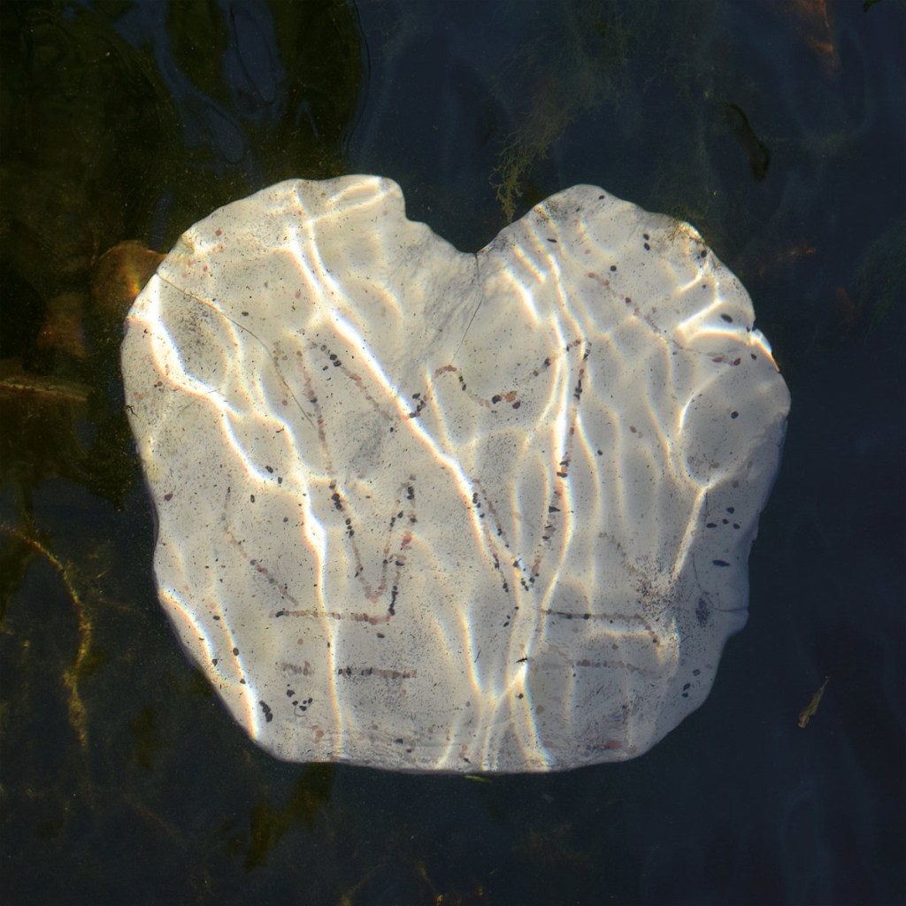 n-nao_leau-et-les-reves