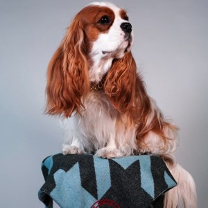 A Cavalier spaniel sitting on top of Cavalier blanket