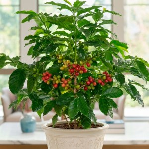 A detail of a potted coffee plant with green leaves and red berries.