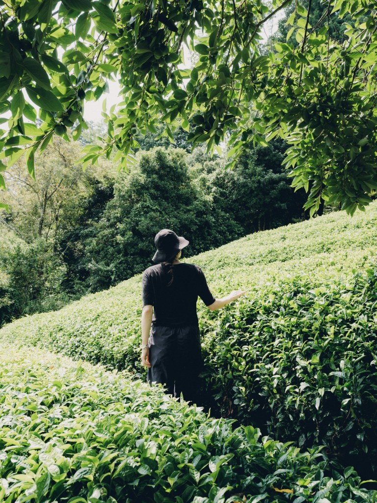 A woman picking tea leaves in Uji.