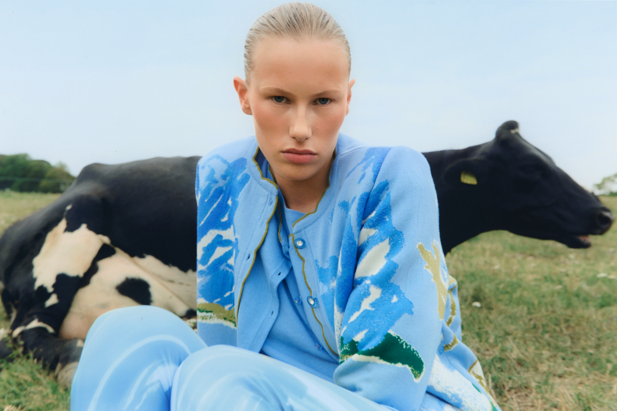 A model wearing a blue Oleana sweater in a field with a cow behind her.