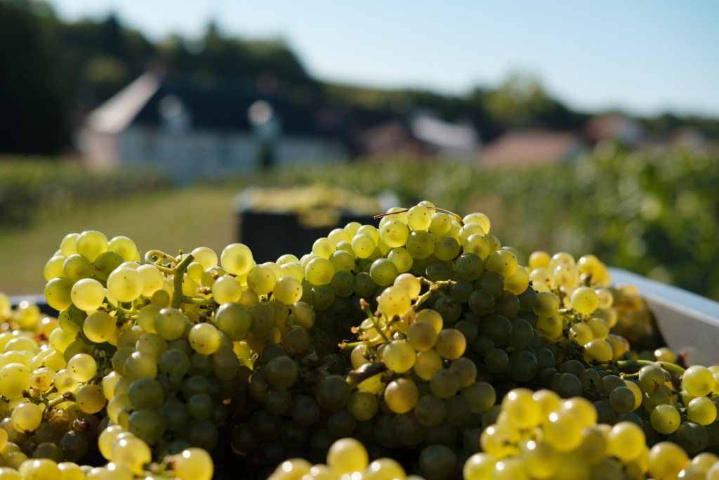 Clos du Mesnil harvest at the Krug Vineyard.