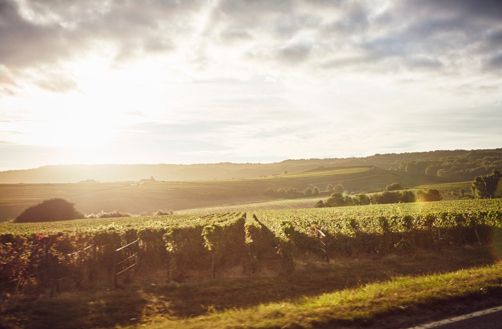 Krug Vineyards in early morning light.
