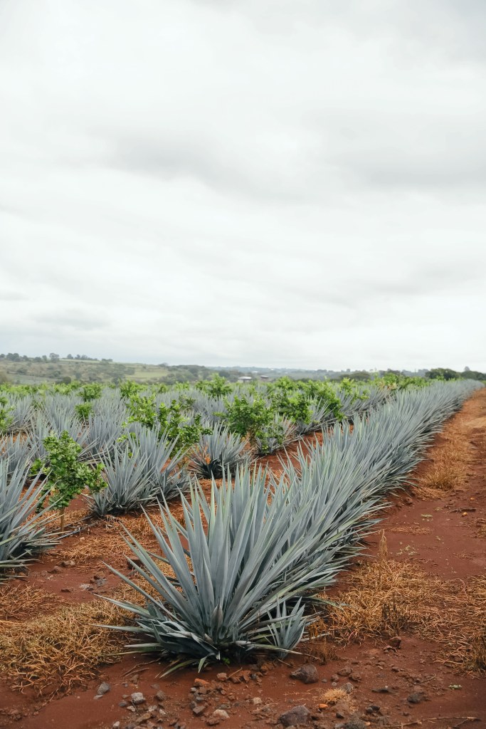 Rows of planted agave plants with brown soil and a partly cloudy sky.