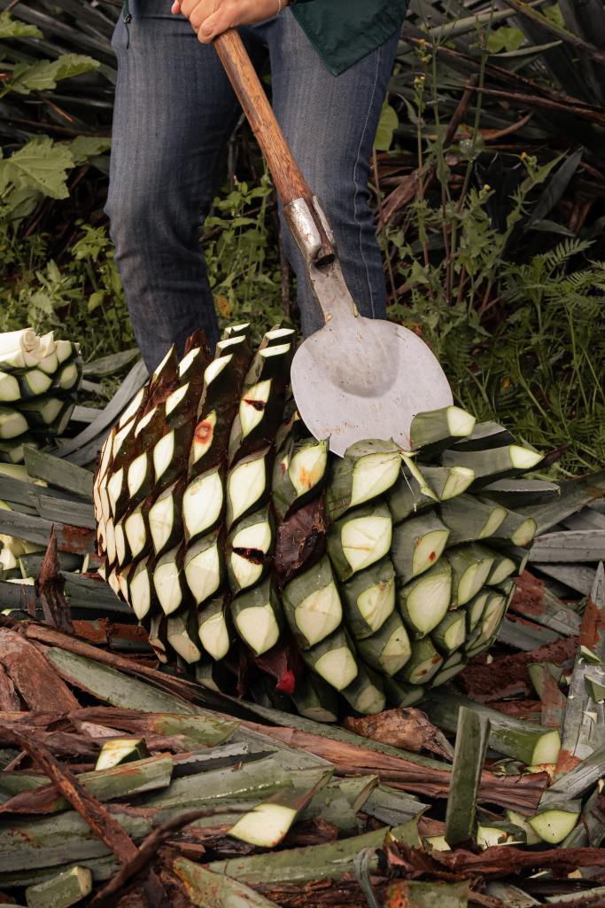 A closeup of a harvested agave with a metal tool cutting off the tips of the plant.