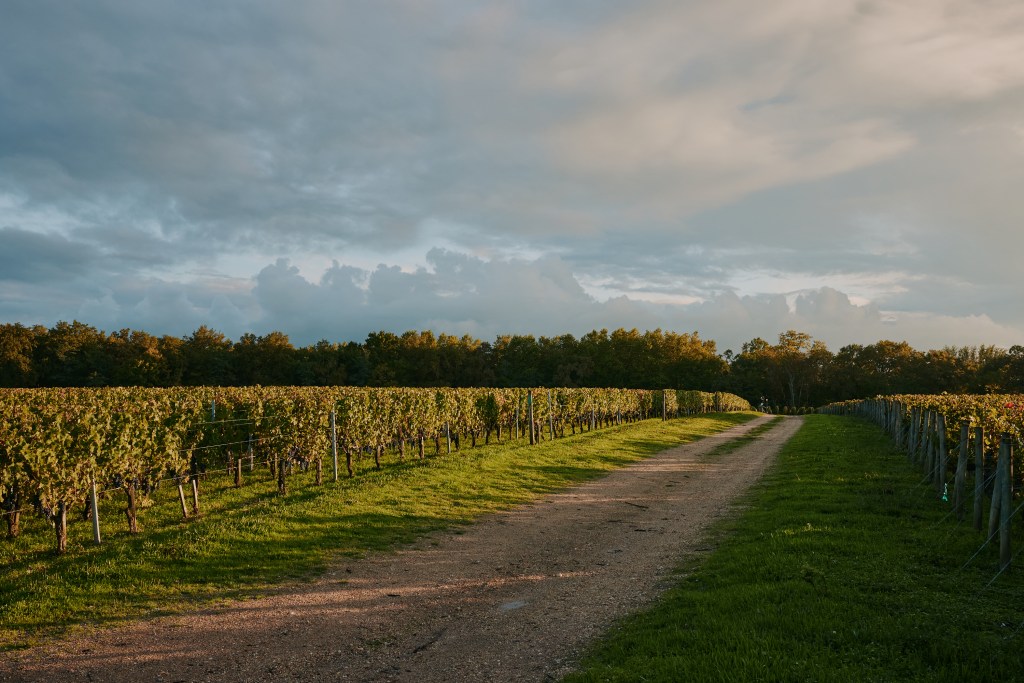 A dirt road with rows of vineyards alongside it and a partly cloudy daytime sky.