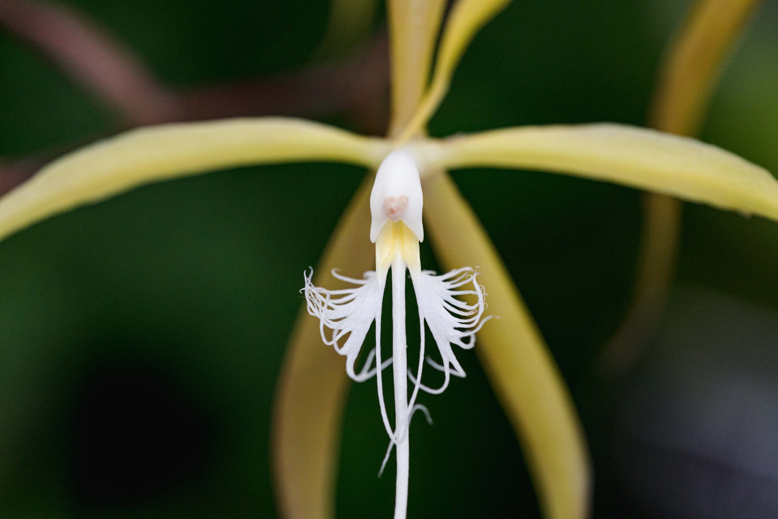 A closeup of a white thin orchid flower with long hanging petals.