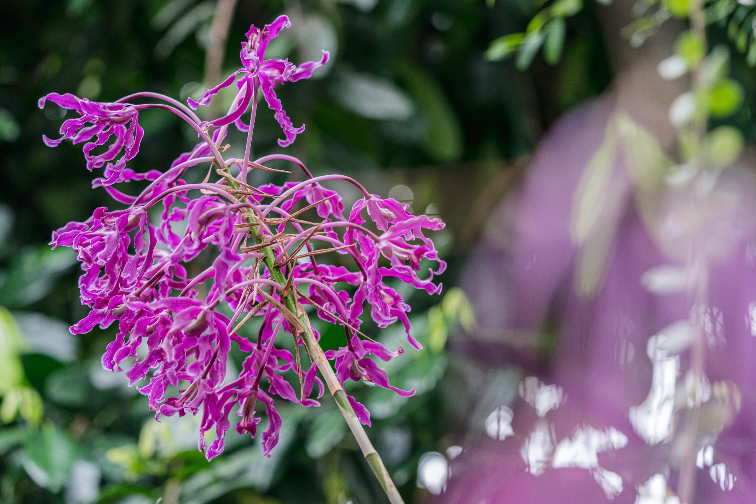 A closeup of a cluster of small purple Laelia superbiens orchid flowers.