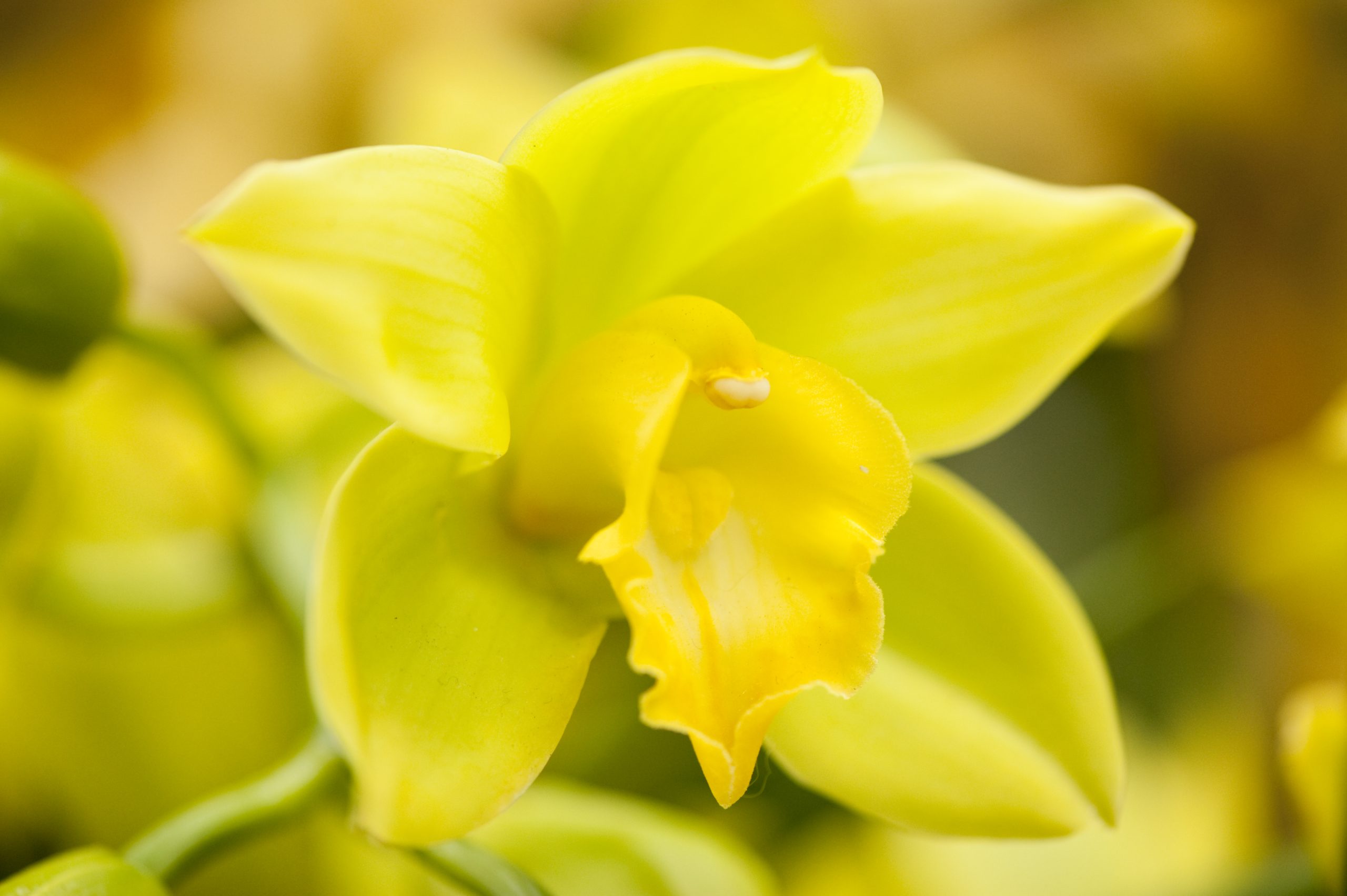 A closeup of a yellow Cymbidium orchid flower.