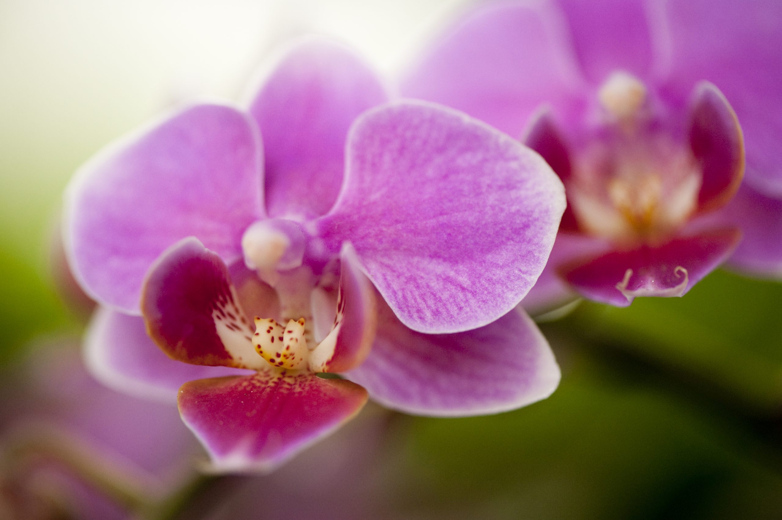 A closeup of a pink Doritaenopsis orchid flower.