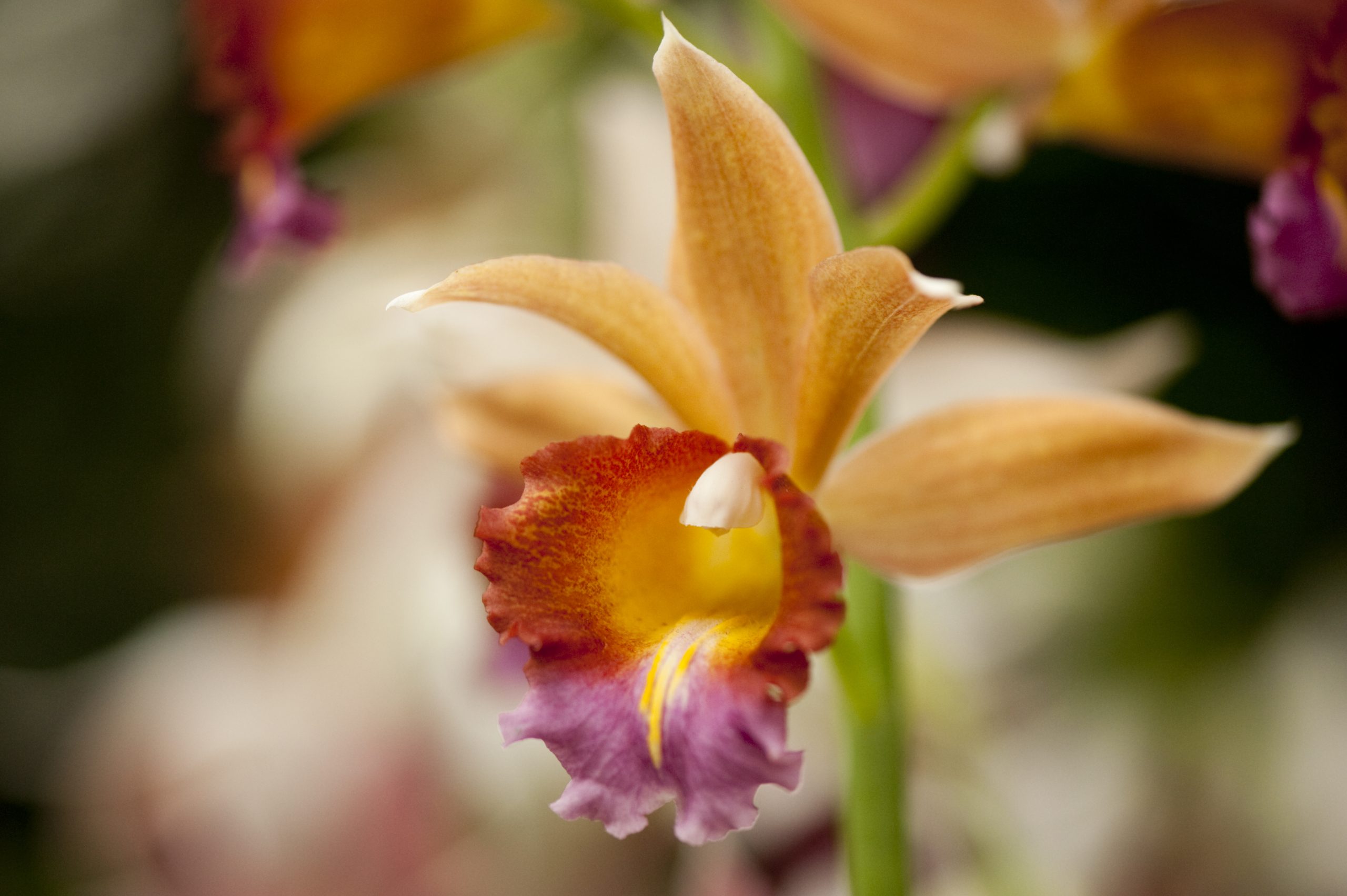 A closeup of an orange Phaius orchid flower.