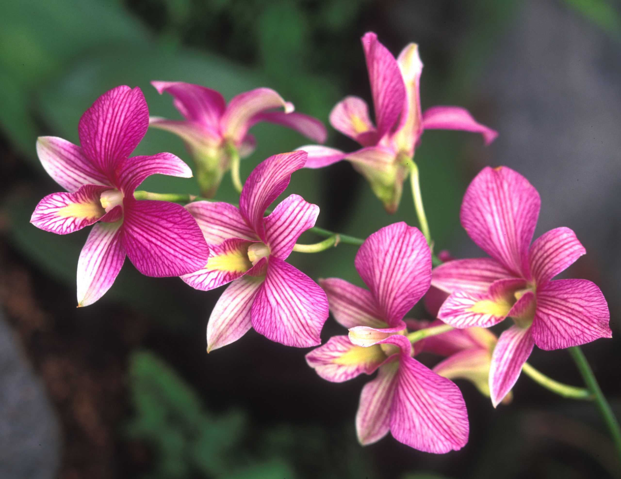 A closeup of a cluster of Dendrobium orchid flowers.