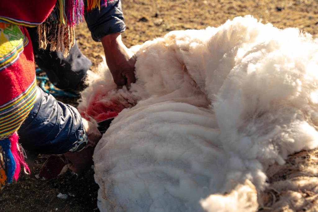 A pair of hands touching a mound of freshly sheared alpaca fur.