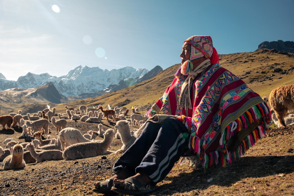 A local alpaca herder sitting on a grassy hill in Peru with a large group of different-colored alpacas grazing behind him.