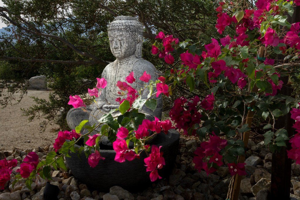 A statue in a meditative pose sits among magenta bougainvillea flowers.