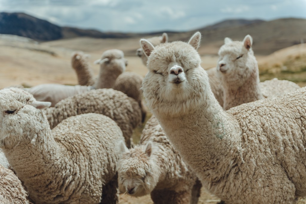 A herd of alpacas with one looking at the camera with a soft smile on its face, with soft focus mountains in the background.