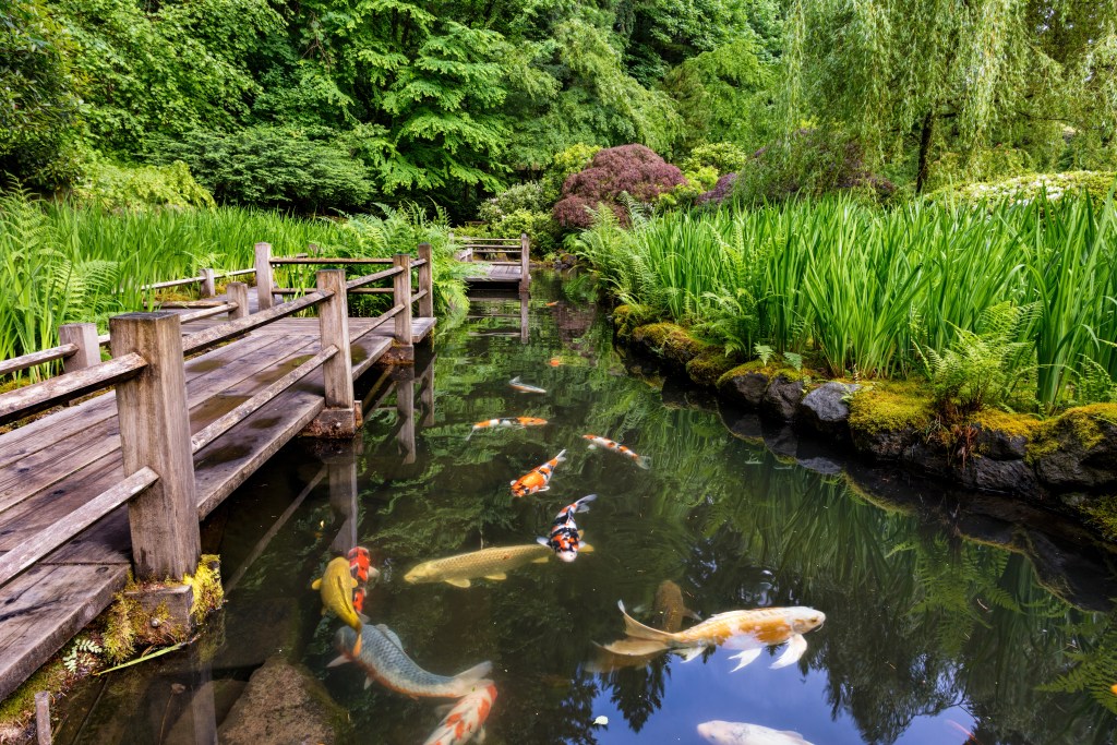 A view of the Zig Zag Bridge with koi swimming in the pond below.
