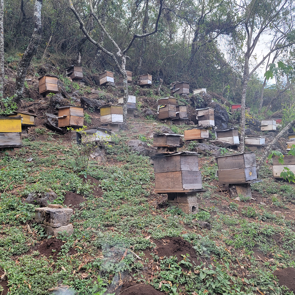 Finca-el-Apiario-beehives-1000x1000-1