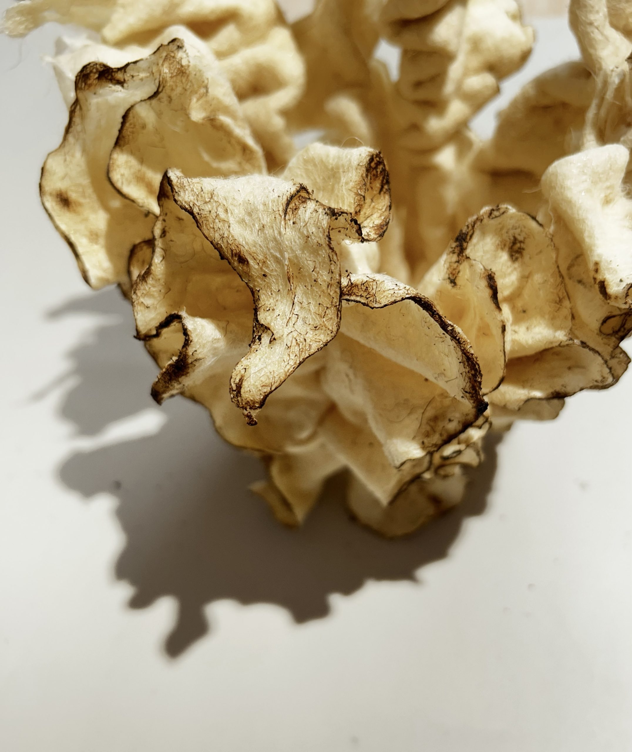 A detail of burnt wool by Sandra Battistel.