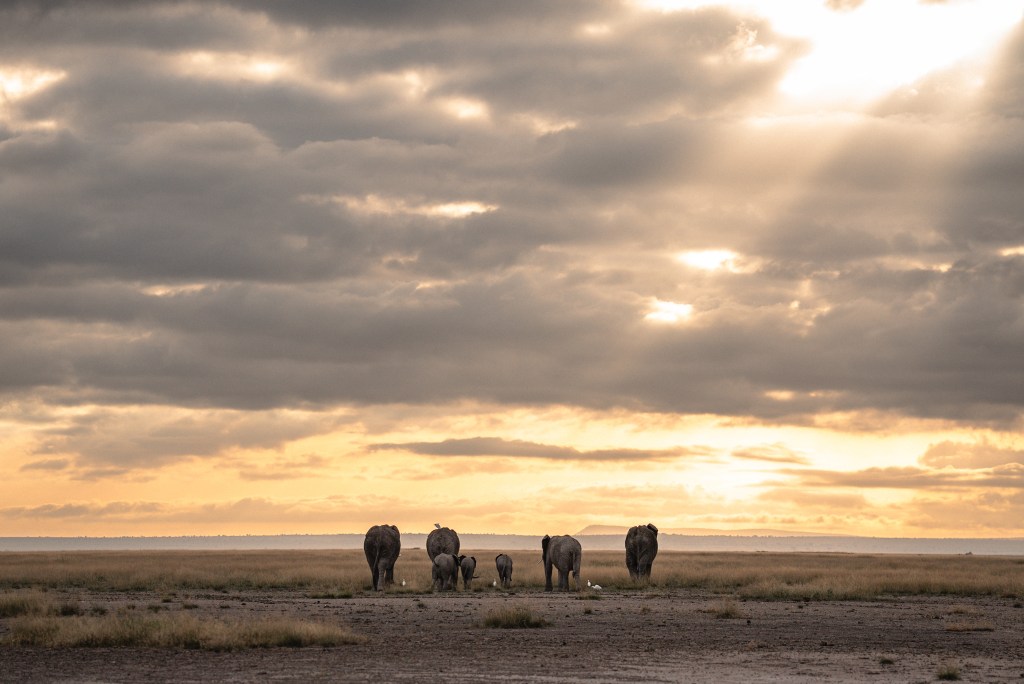 A small herd of elephants walking towards the sunset.