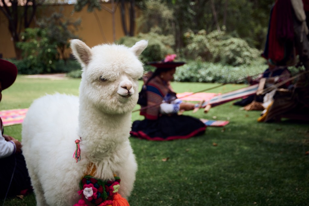 A white alpaca stands in front of a Peruvian weaver sitting on the grass with her backstrap loom.