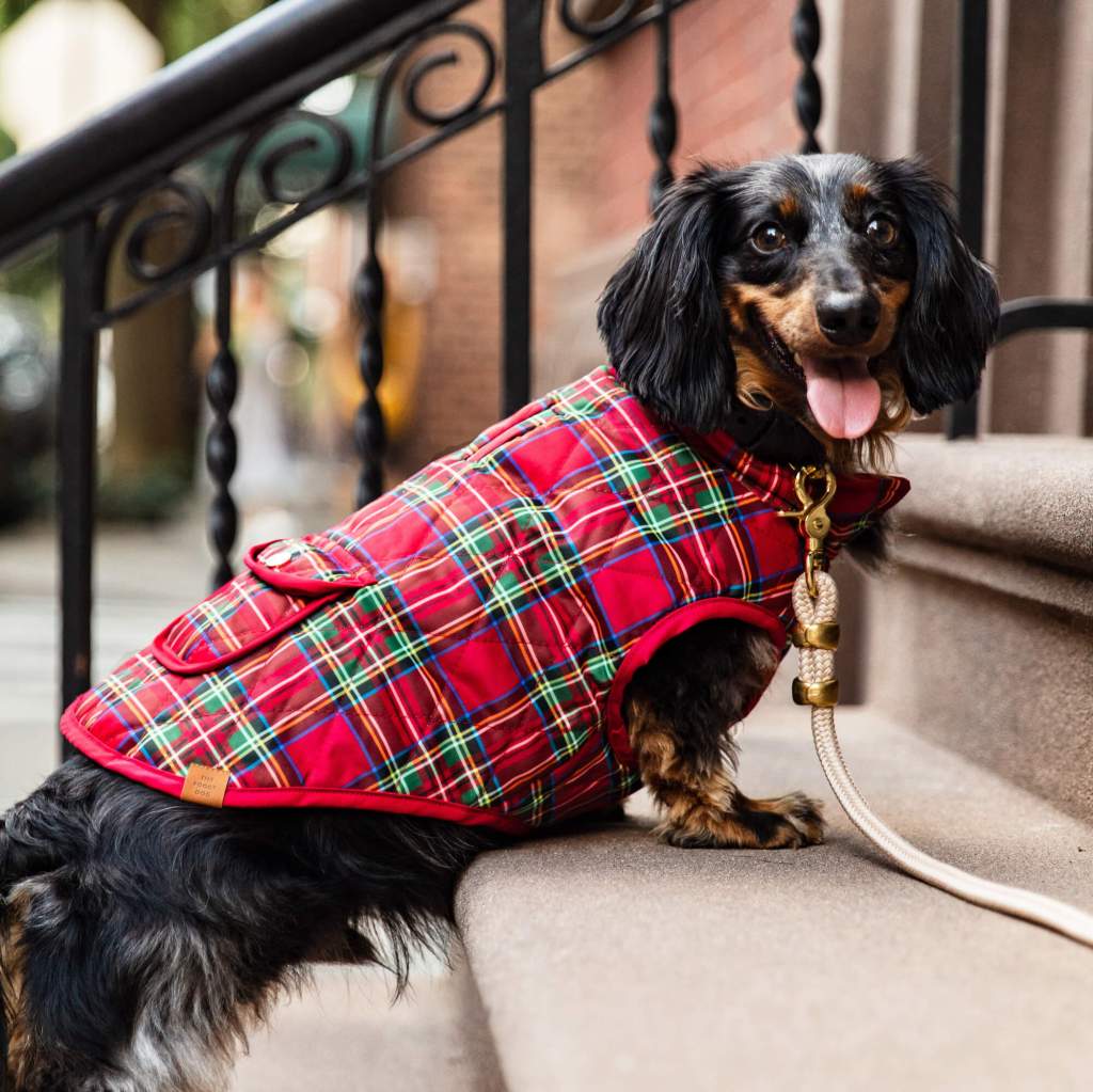 A Weiner dog wears a red tartan dog jacket